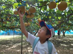 梨の収穫体験