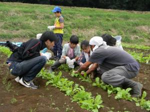 だいこんの間引き体験