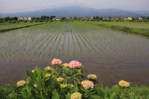 田植え後の田んぼ