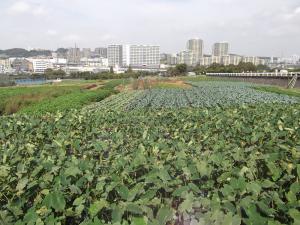 川崎市の畑