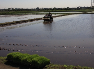 大田地区での田植えの様子乗用田植機