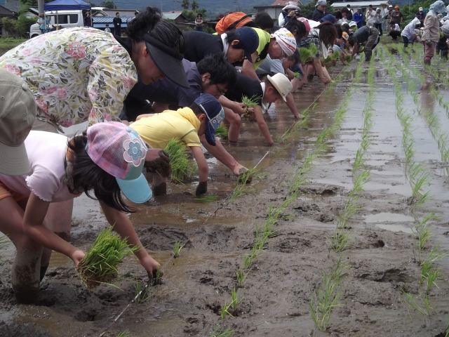 田植え体験