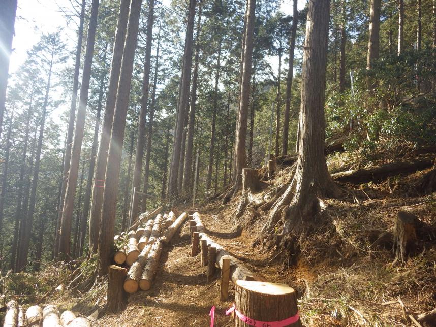 県有林整備