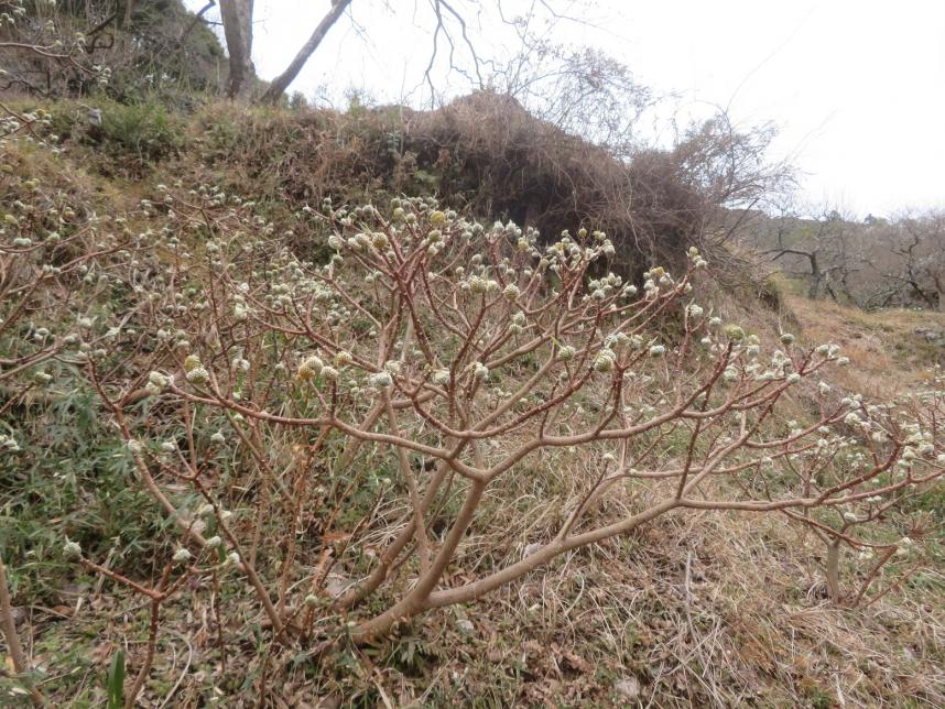 令和8年1月28日大山日向薬師周辺ミツマタ