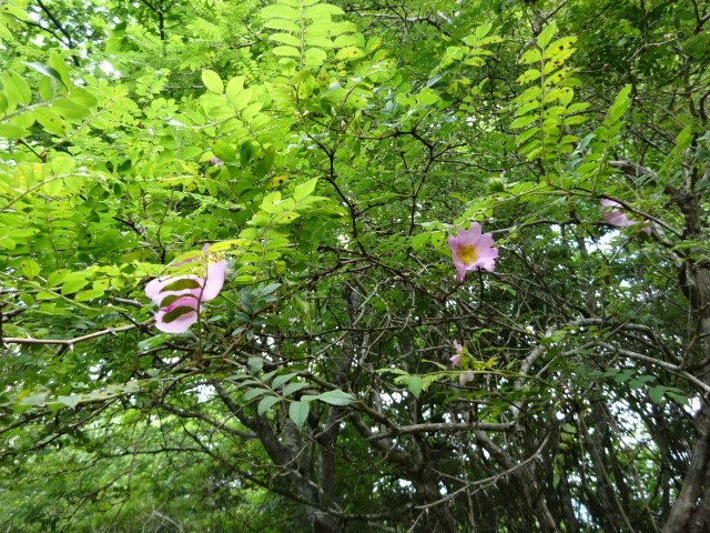 6月13日切通峠周辺サンショウバラ
