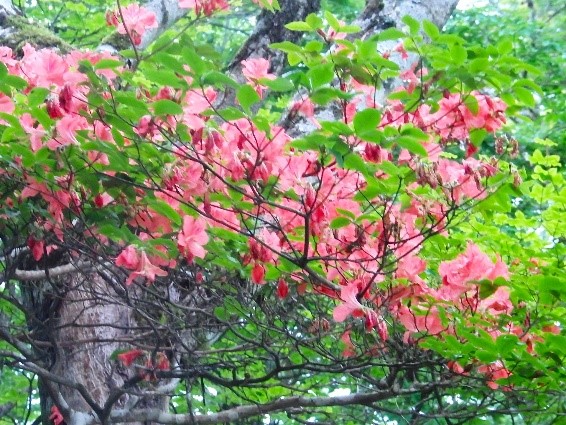 6月20日畦ヶ丸山頂周辺ヤマツツジ