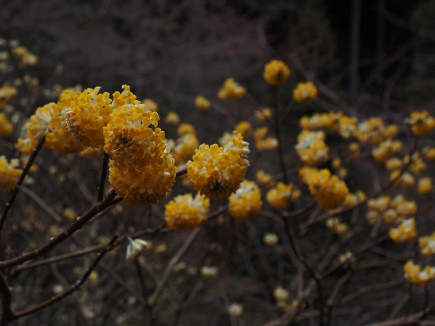 トップ写真不動尻ミツマタ