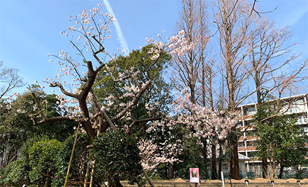 復活した玉縄桜