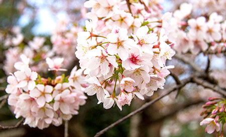 玉縄桜は早咲きのソメイヨシノから育成された
