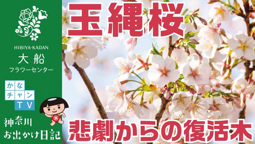 台風の悲劇から復活した玉縄桜の動画