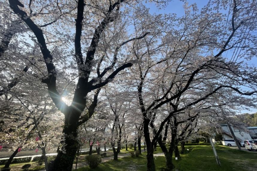 上大島キャンプ場の桜