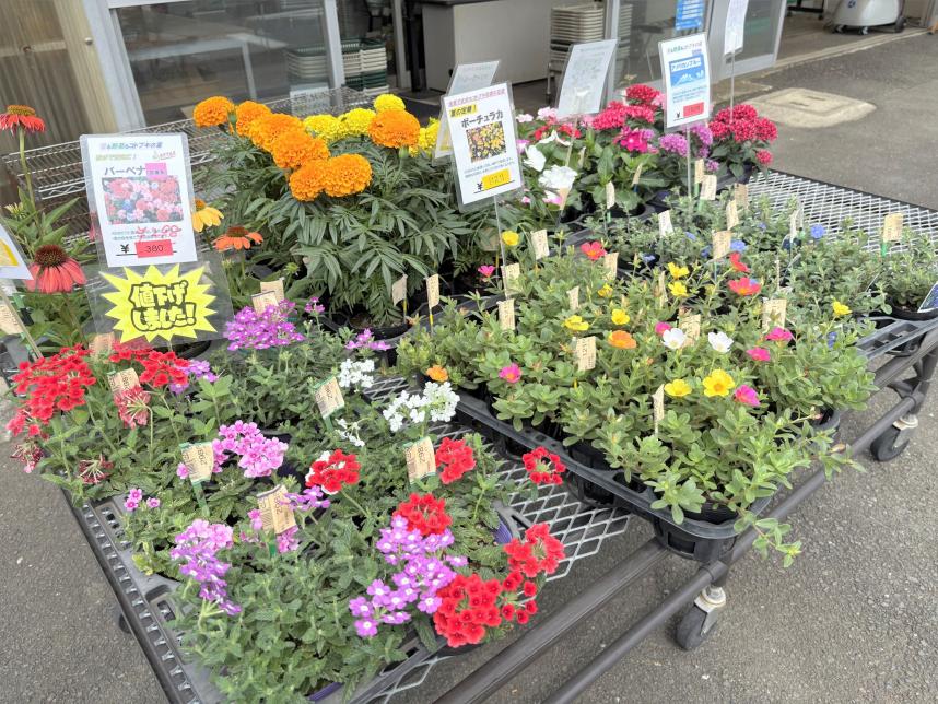 花の苗の販売
