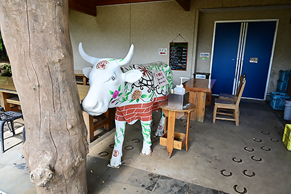 外ベンチの横にいる牛