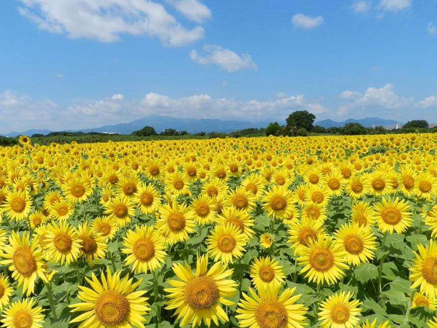 座間のひまわり畑
