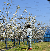 写真：V字トレリス樹形での作業の様子