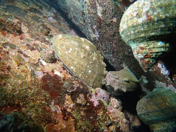 海底の写真