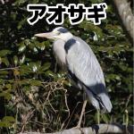 アオサギ