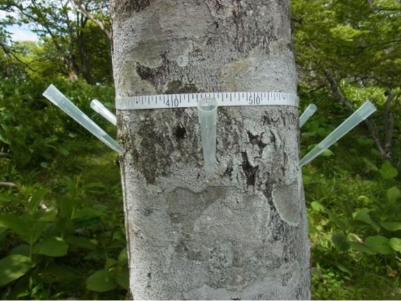 樹幹注入によるブナハバチ防除試験