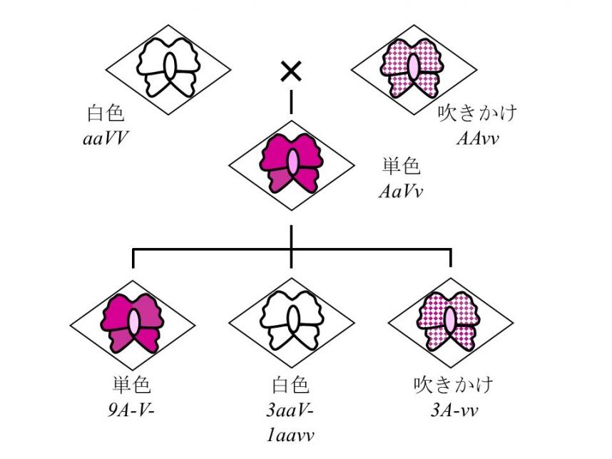画像：F₁およびF₂で想定される表現型と遺伝子型