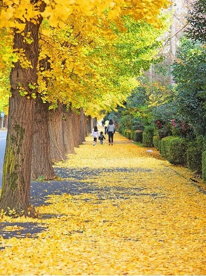 工業団地のイチョウ並木