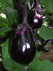 ナス新品種’サラダ紫’