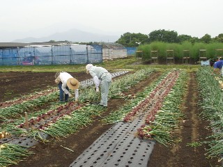 湘南レッド収穫作業