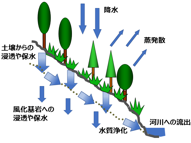 画像：森林の水循環の様子