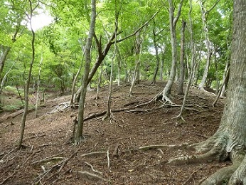 写真：シカの影響により下層植生が衰退した広葉樹林