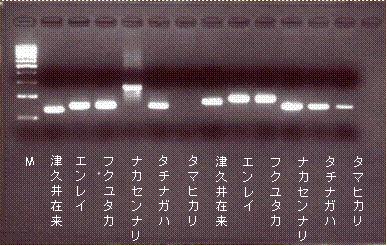 DNAマーカーによる識別