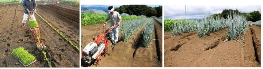 図3　実際の試験の様子（左：定植作業、中：土寄せ作業、右：栽培の様子）