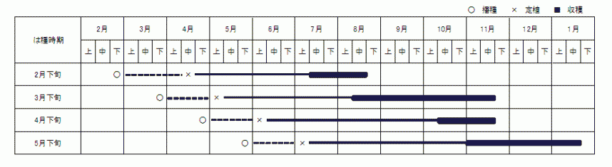 表1　コンパクトに栽培する‘湘南一本’の栽培体系