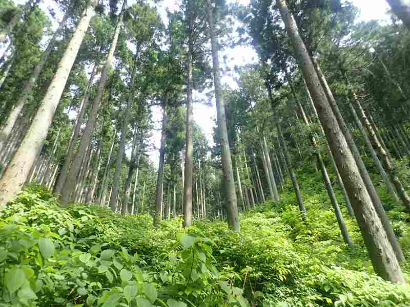 下層植生豊かな森林