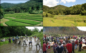 名古木の棚田群2