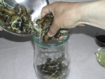 写真：ショウガを混ぜたキュウリを漬物容器に入れる