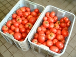 写真：収穫したトマト