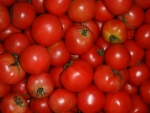 写真：完熟したトマト