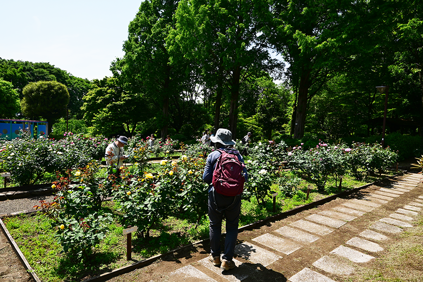 相模原北公園の春咲きのバラ