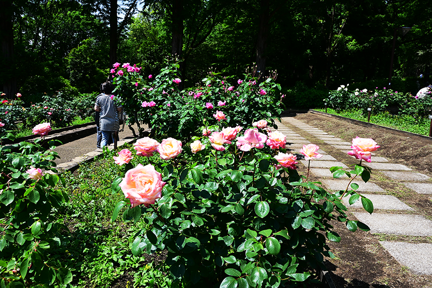 相模原北公園の春咲きのバラ3