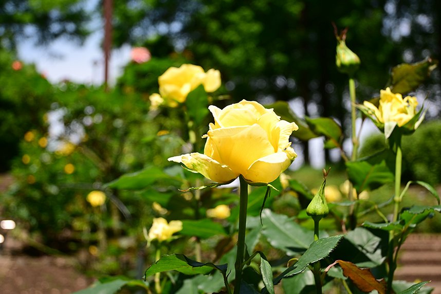 相模原北公園の春咲きのバラ4