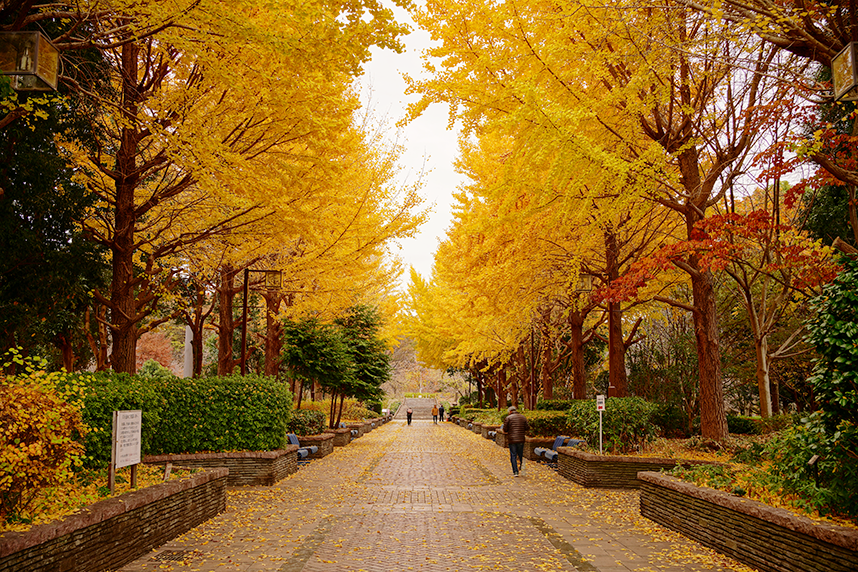 秋の芸術のプロムナードの紅葉