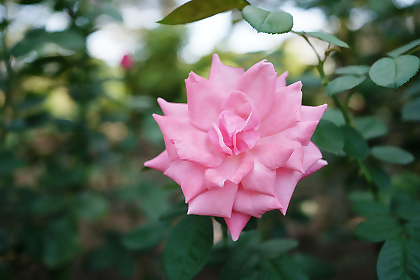 相模原北公園の秋のバラ2