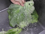 写真：キャベツの外葉を取り、水洗する