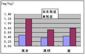 図1　現地植物体のリン濃度(圃場内の未発症、発症、各10株平均値）
