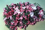 写真：七分咲きのヤエザクラ