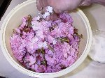 写真：容器にサクラの花と塩を交互に入れ