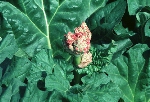 写真1：ルバーブの栽培