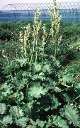 写真2：ルバーブの栽培