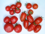 写真：トマトの品種