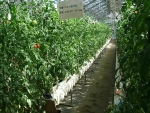 写真：養液耕栽培のトマト