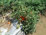 写真：無支柱栽培のトマト